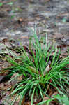 Slender woodland sedge